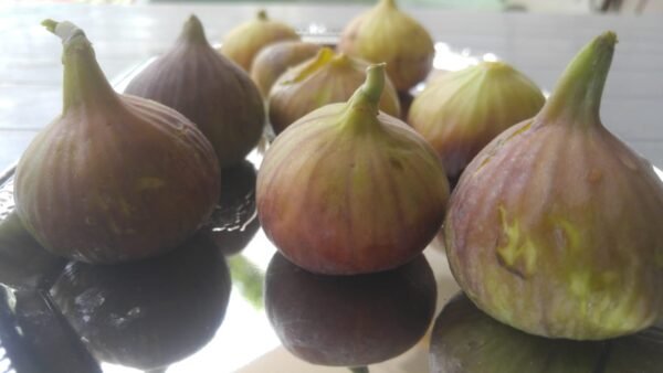 Brown Fig