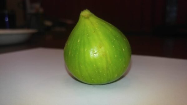 Spanish Fig