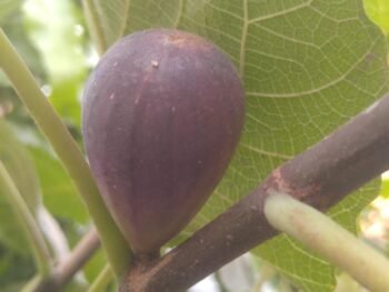 Fig from Morocco
