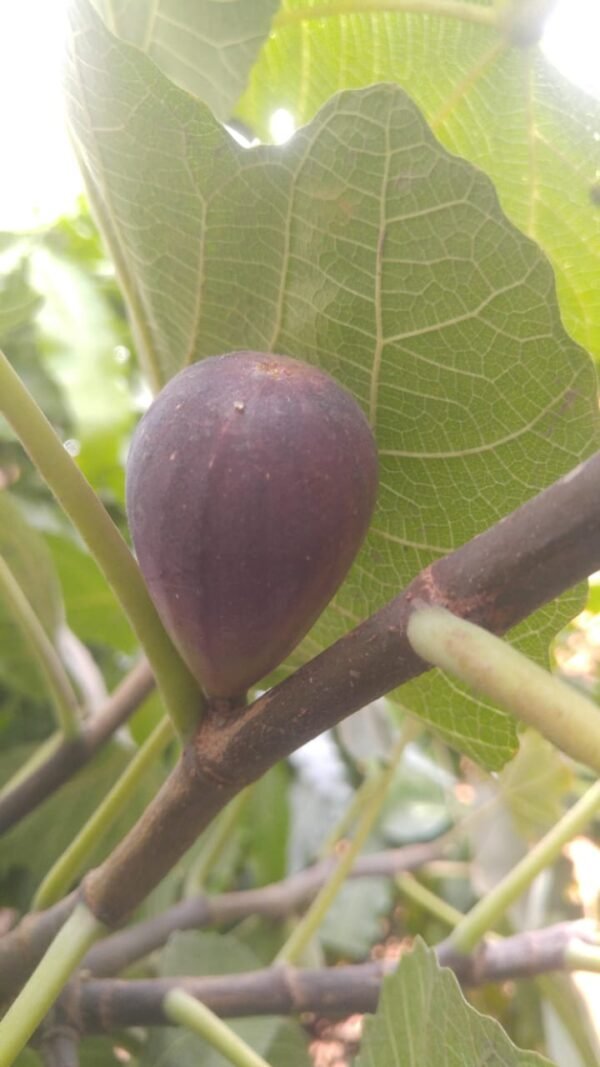 Fig from Morocco