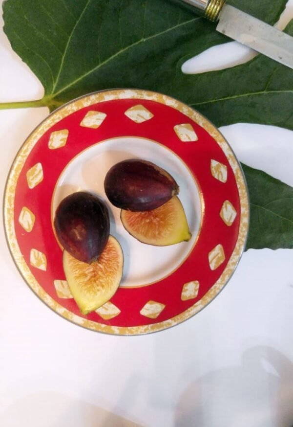 Fig from Morocco