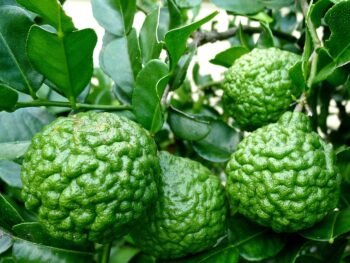 Kaffir Lime plant