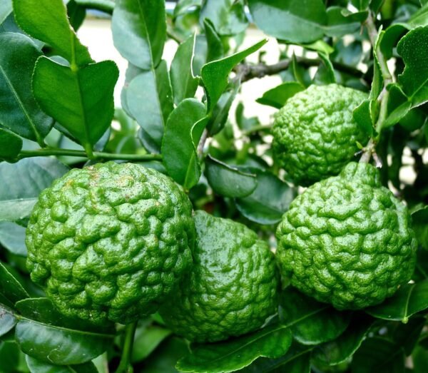 Kaffir Lime plant