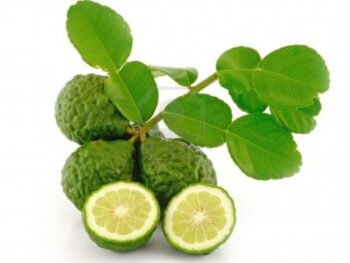 kaffir lime plant