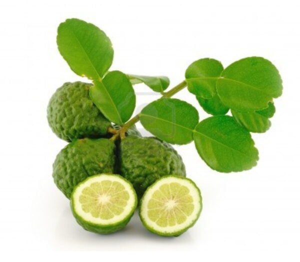 kaffir lime plant