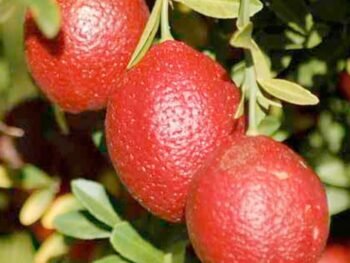 red center lime