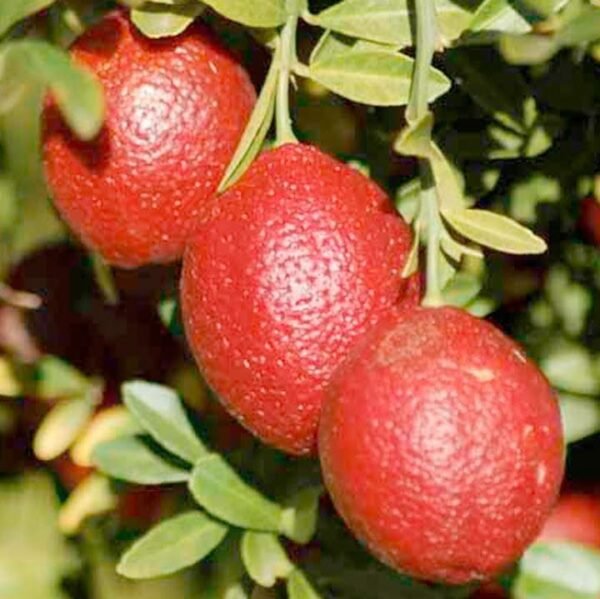 red center lime