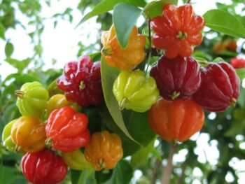 Surinam Cherry