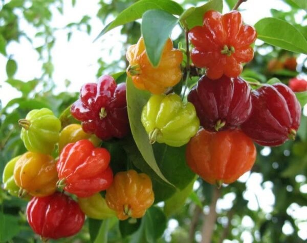 Surinam Cherry