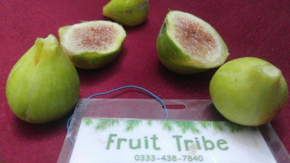 2 Spanish Fig Spanish Fig - Image 1