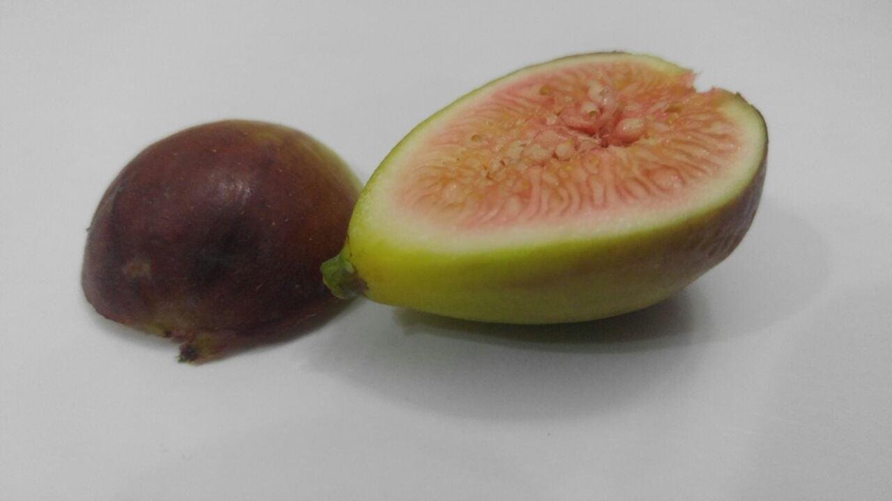 Fig from Morocco - Image 1